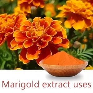 Marigold extract uses Marigold extract uses