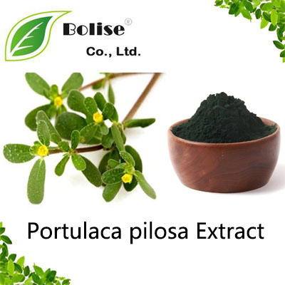 Portulaca pilosa Extract