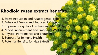 Rhodiola rosea extract benefits