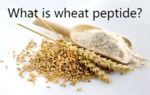 What is wheat peptide? What is wheat peptide?