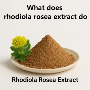 What does rhodiola rosea extract do What does rhodiola rosea extract do