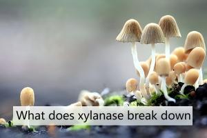 What does xylanase break down