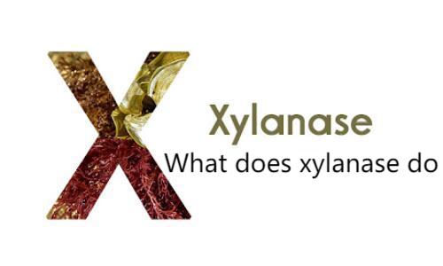 What does xylanase do What does xylanase do