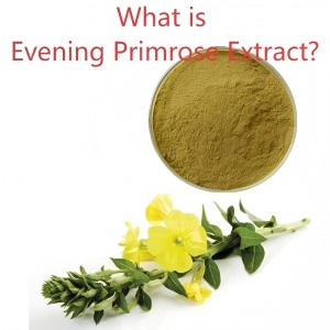 What is Evening Primrose Extract? What is Evening Primrose Extract?