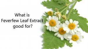 What is Feverfew Leaf Extract good for?