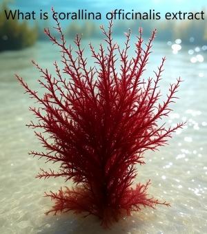 What is corallina officinalis extract​