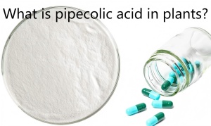 What is pipecolic acid in plants? What is pipecolic acid in plants?