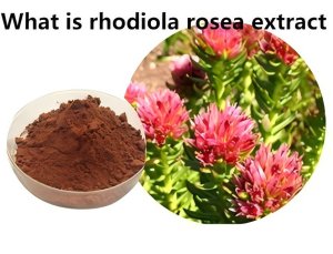 What is rhodiola rosea extract What is rhodiola rosea extract