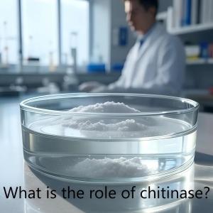 What is the role of chitinase?