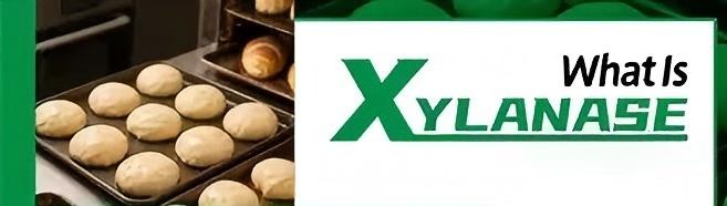 What is xylanase What is xylanase