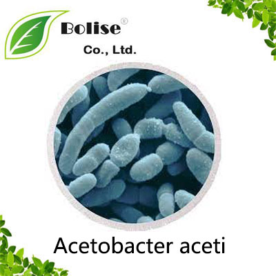 Acetobacter aceti Acetobacter aceti