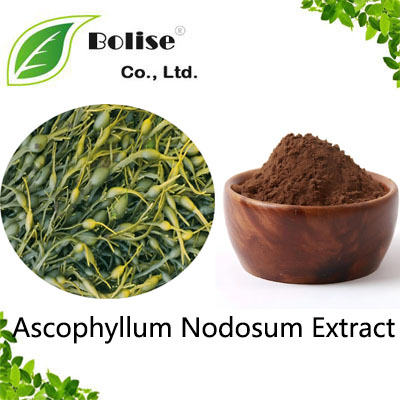 Ascophyllum Nodosum Extract