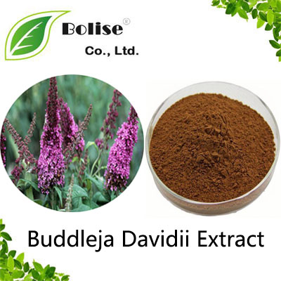 Buddleja Davidii Extract Buddleja Davidii Extract