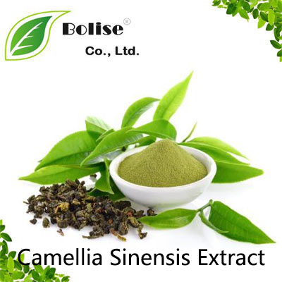 Camellia Sinensis Extract Camellia Sinensis Extract