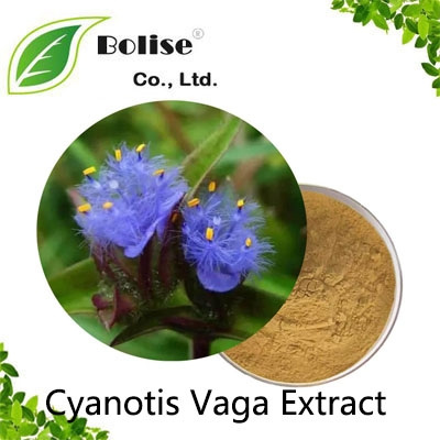 Cyanotis Vaga Extract Cyanotis Vaga Extract