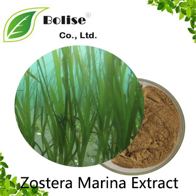 Zostera Marina Extract Zostera Marina Extract