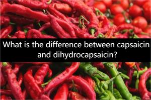 What is the difference between capsaicin and dihydrocapsaicin? What is the difference between capsaicin and dihydrocapsaicin?