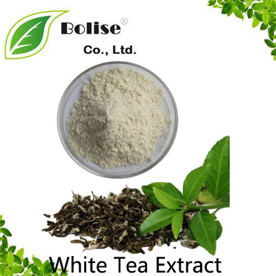 White Tea Extract White Tea Extract