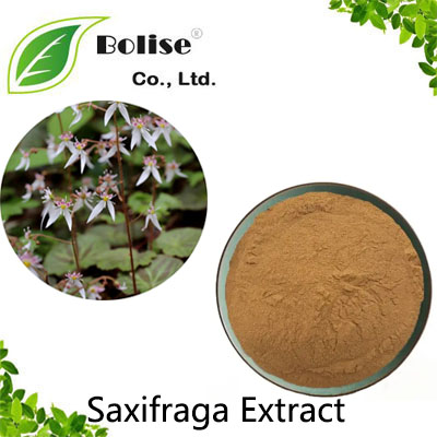 Saxifraga Extract