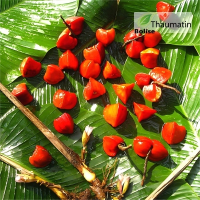 How Food & Beverage Brands Are Using Thaumatin to Reduce Sugar by 40%