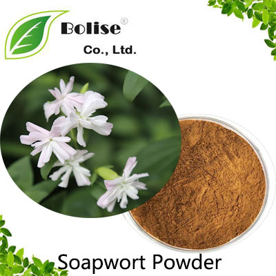 Soapwort Powder