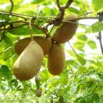 Akebia Fruit Extract