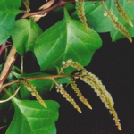Anredera Cordifolia Extract