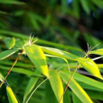 Antioxidant of Bamboo Leaves