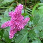 Astilbe Chinensis Extract