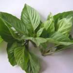 Basil leaf extract