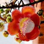 Bodhi Flower Extract