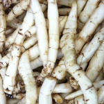 Bunge Auriculate Root Extract