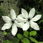 Chinese clematis root and rhizome extract