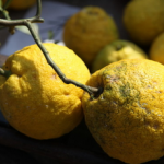 Citron Fruit Extract