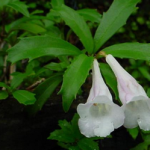 Fewflower Lysionotus Herb Extract