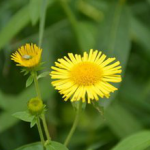 Inula Japonica Extract