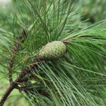 Pinus massoniana bark extract