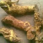 Salacia reticulata extract, root