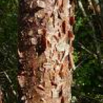 Simaruba bark