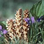 Skyblue Broomrape Herb Extract