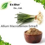 Allium Macrostemon Extract