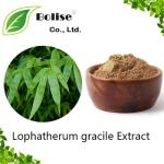 Lophatherum gracile Extract