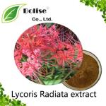 Lycoris Radiata extract