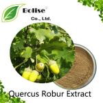 Quercus Robur Extract