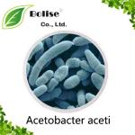 Acetobacter aceti