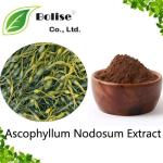 Ascophyllum Nodosum Extract