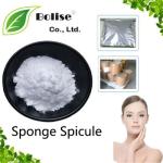Sponge Spicule