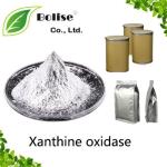 Xanthine oxidase