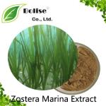 Zostera Marina Extract