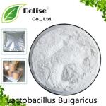 Lactobacillus Bulgaricus